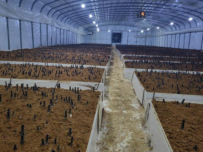 黑皮鸡枞菌大棚栽培技术要点有哪些？-图3