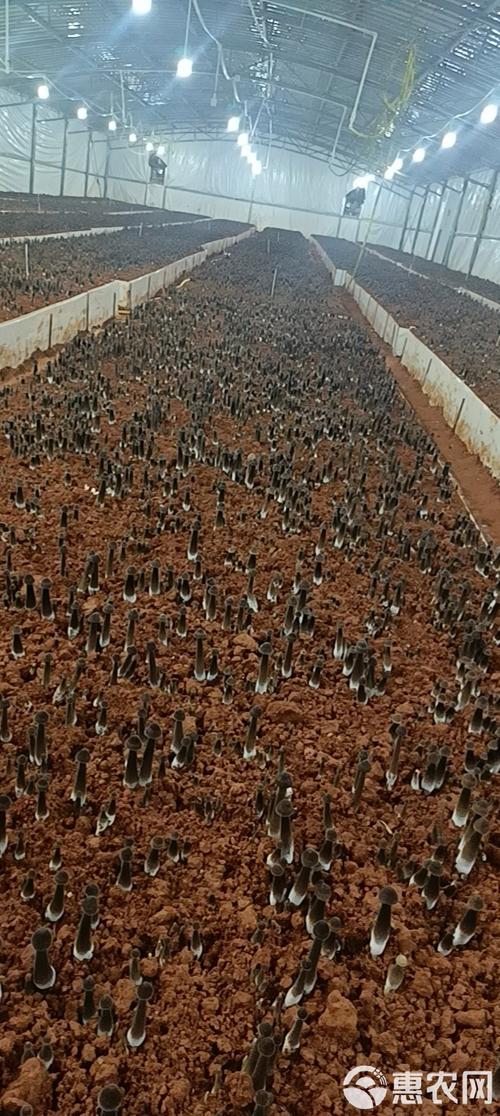 黑皮鸡枞菌大棚栽培技术要点有哪些？-图1