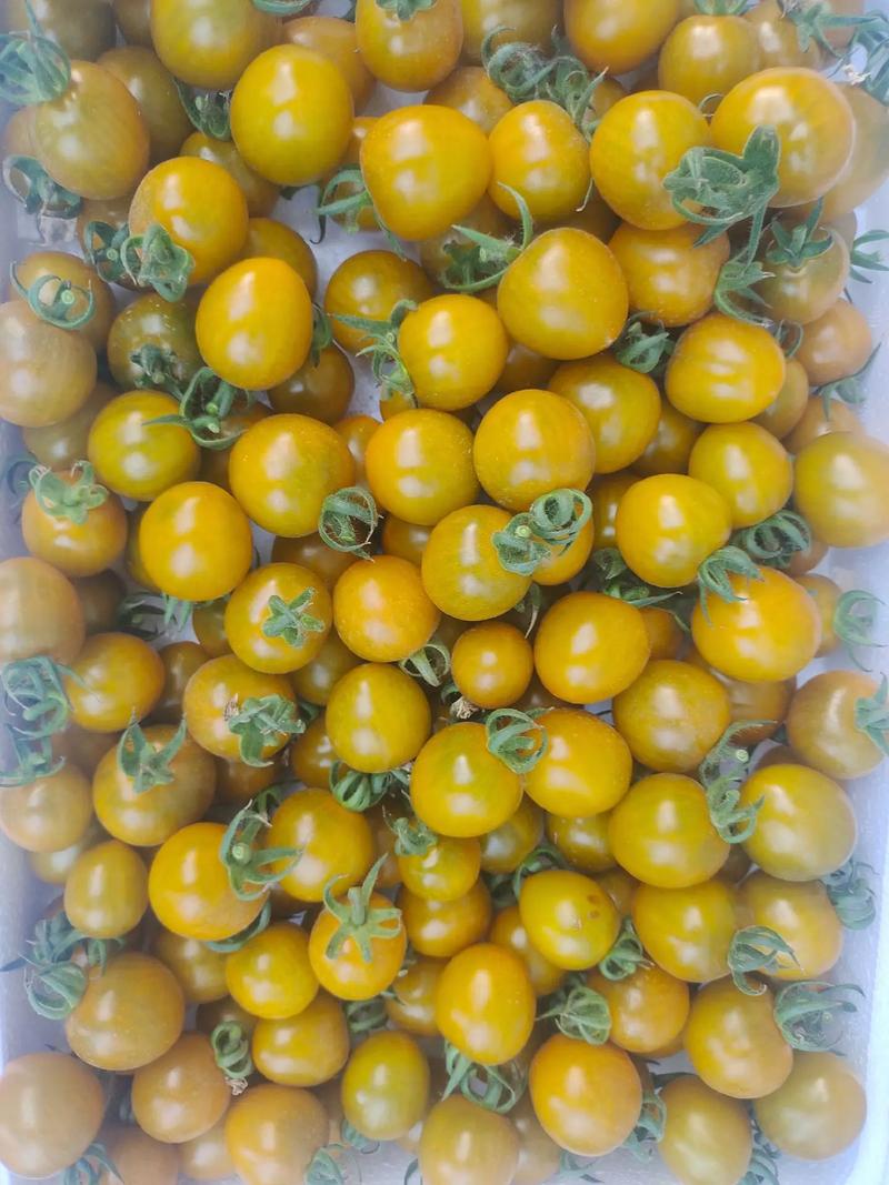 小圣女果什么品种最高产？-图1