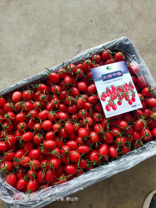 小圣女果什么品种最高产？-图3