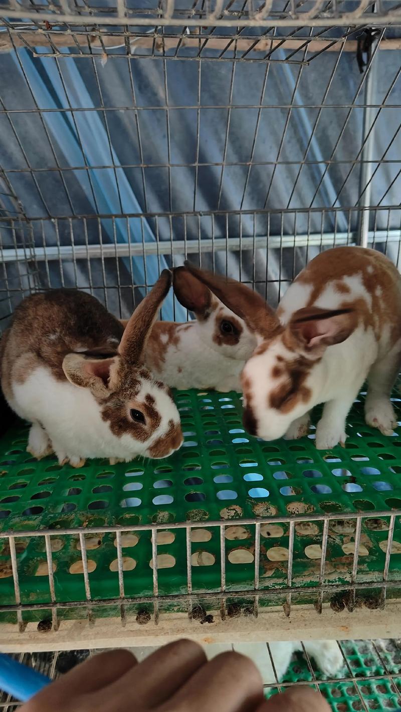 獭兔2025年价格行情会涨还是会跌?-图1 獭兔2025年价格行情会涨还是会跌?-图1