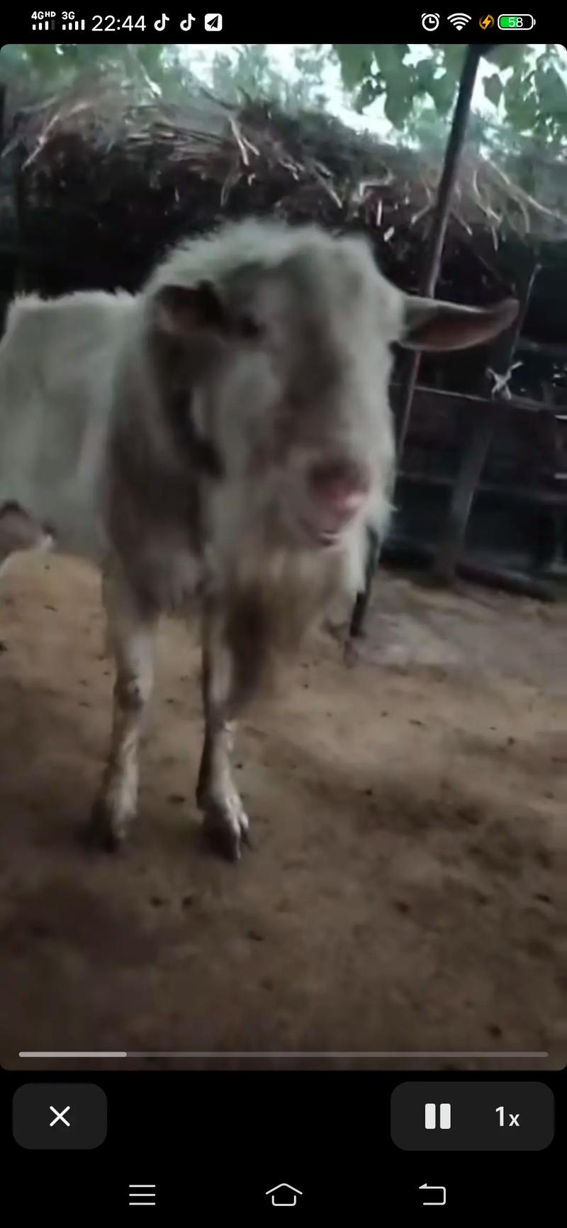 西农萨能奶山羊养殖技术-图3