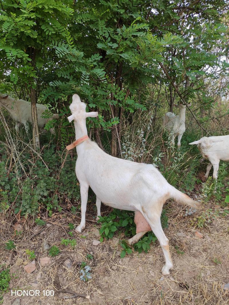 西农萨能奶山羊养殖技术-图1 西农萨能奶山羊养殖技术-图1