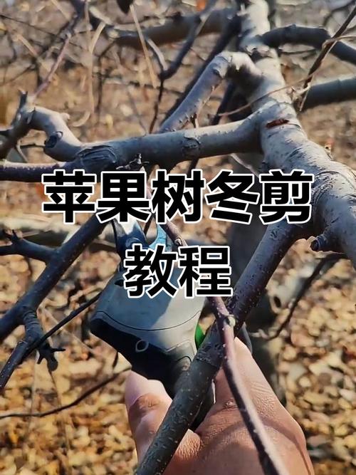 苹果树整形修剪技术视频-图1