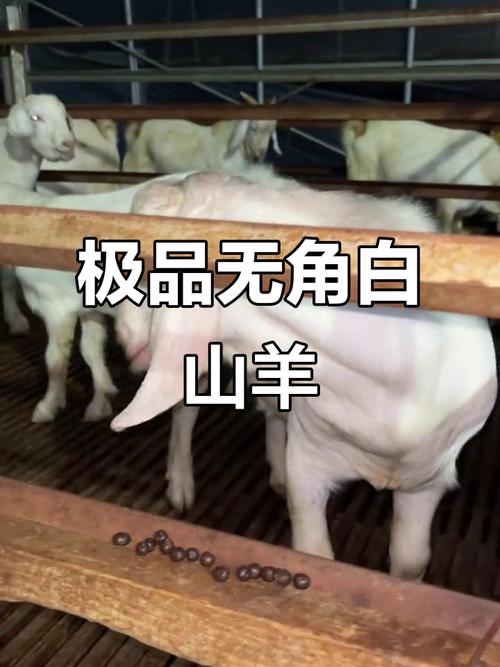 无角种公羊有哪些品种?-图1 无角种公羊有哪些品种?-图1