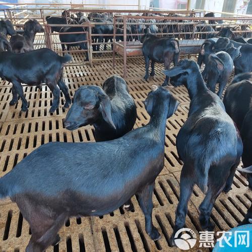 无角种公羊有哪些品种?-图3 无角种公羊有哪些品种?-图3