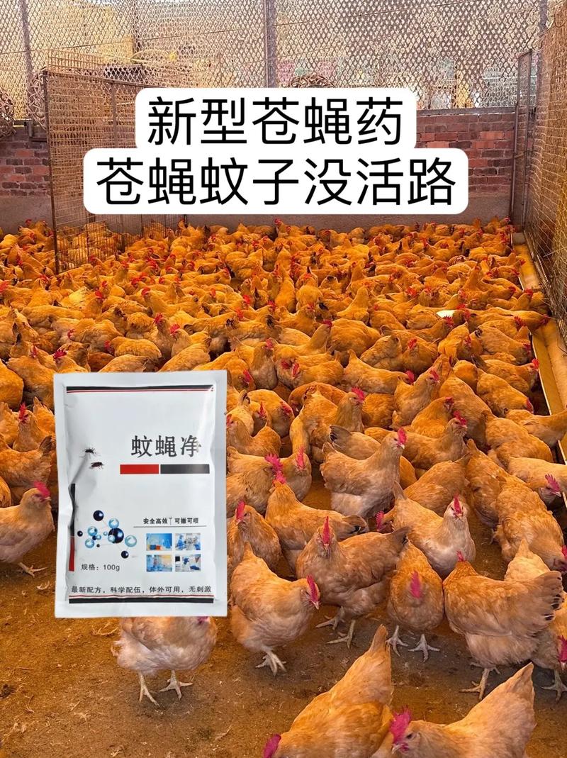 家蝇养殖如何变废为宝，实现高效综合利用？-图2