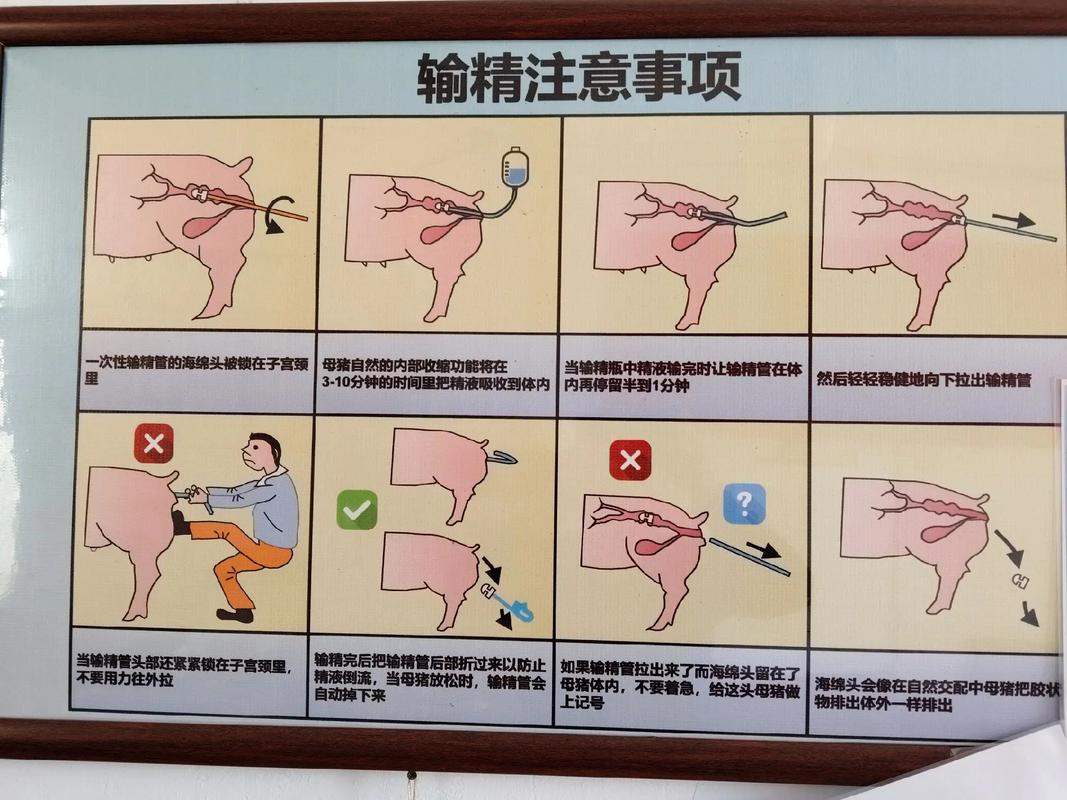 母猪配种有哪些关键技术与注意事项？-图2