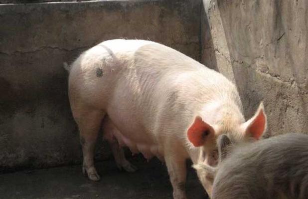 母猪配种有哪些关键技术与注意事项？-图3