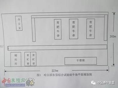肉牛标准化养殖技术方案具体如何实施？-图3