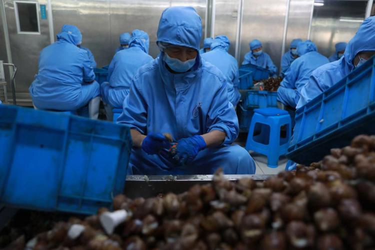 蜗牛养殖加工技术有哪些关键要点？-图3
