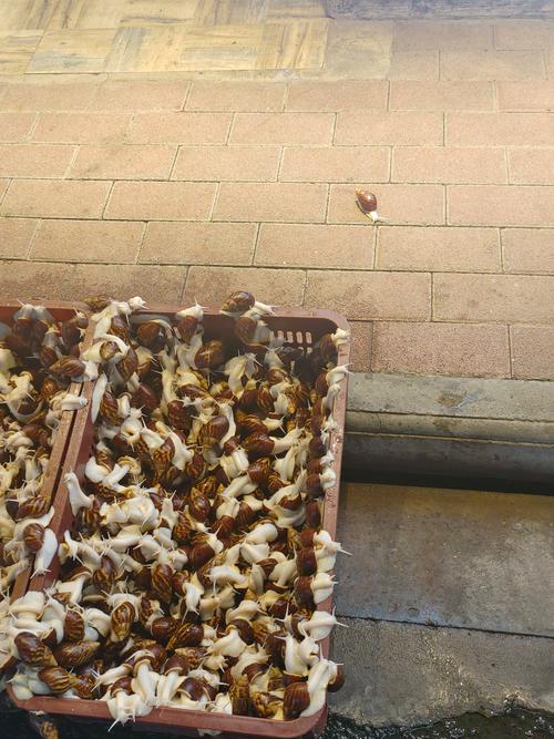 蜗牛养殖加工技术有哪些关键要点？-图2