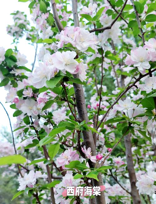 海棠花卉品种有哪些?-图3 海棠花卉品种有哪些?-图3