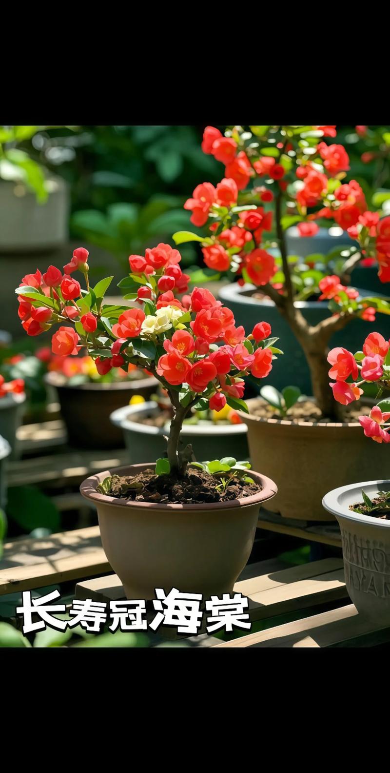 海棠花卉品种有哪些?-图1 海棠花卉品种有哪些?-图1