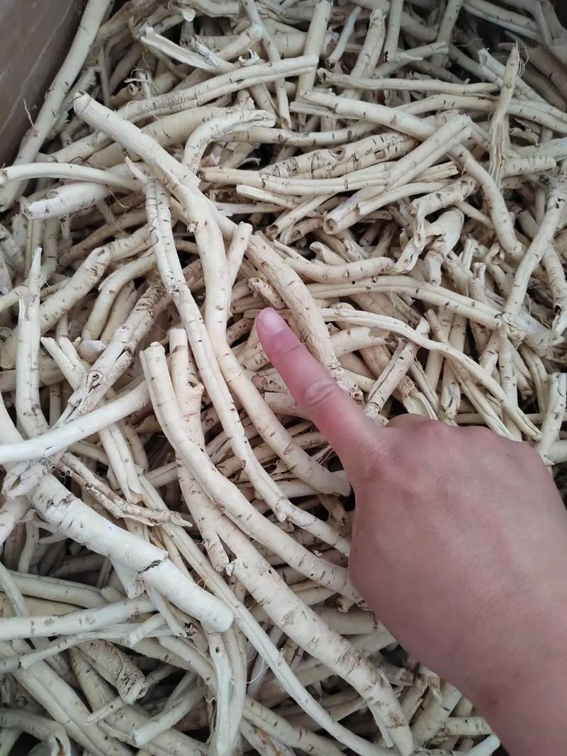 2025新鲜防风价格会涨还是跌?-图1 2025新鲜防风价格会涨还是跌?-图1