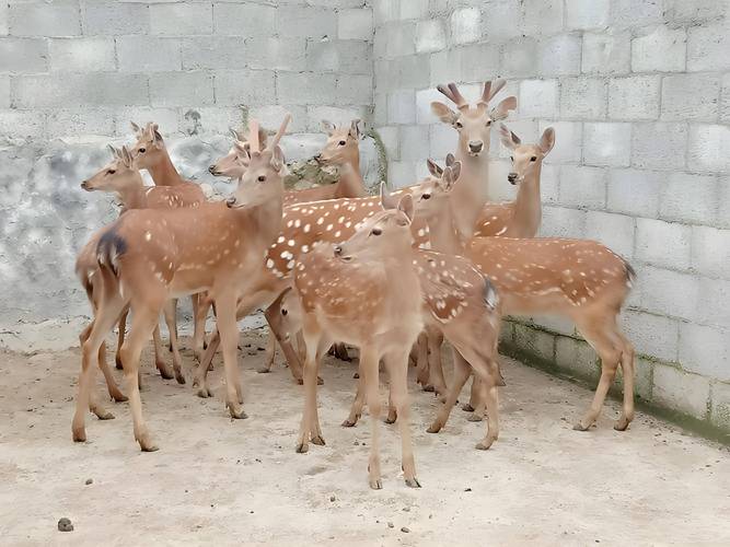 特种养殖哪个品种最有前景?-图2 特种养殖哪个品种最有前景?-图2