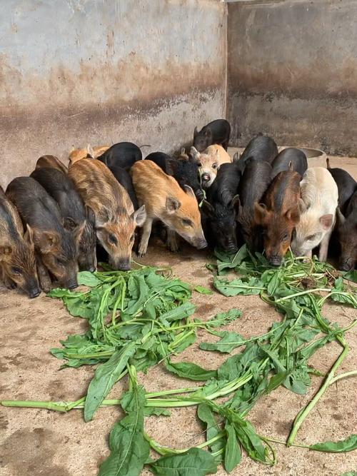 特种养殖哪个品种最有前景?-图3 特种养殖哪个品种最有前景?-图3