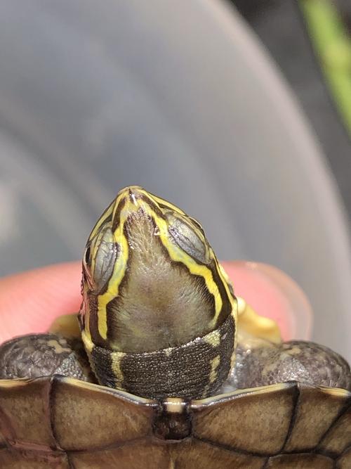 2025安南龟种龟价格会涨还是跌？-图2