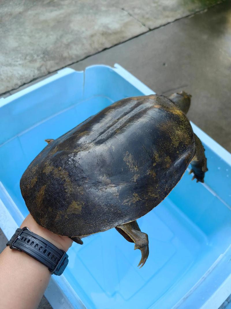 2025年生态甲鱼价格会涨还是跌？-图1