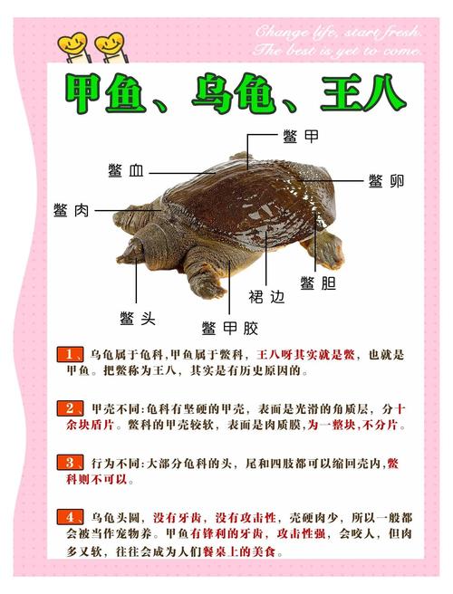 2025年生态甲鱼价格会涨还是跌？-图2