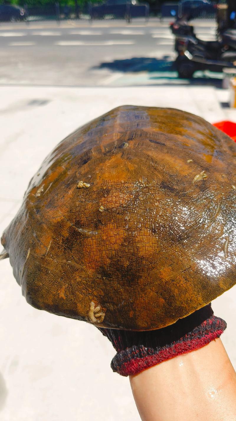 2025年生态甲鱼价格会涨还是跌？-图3