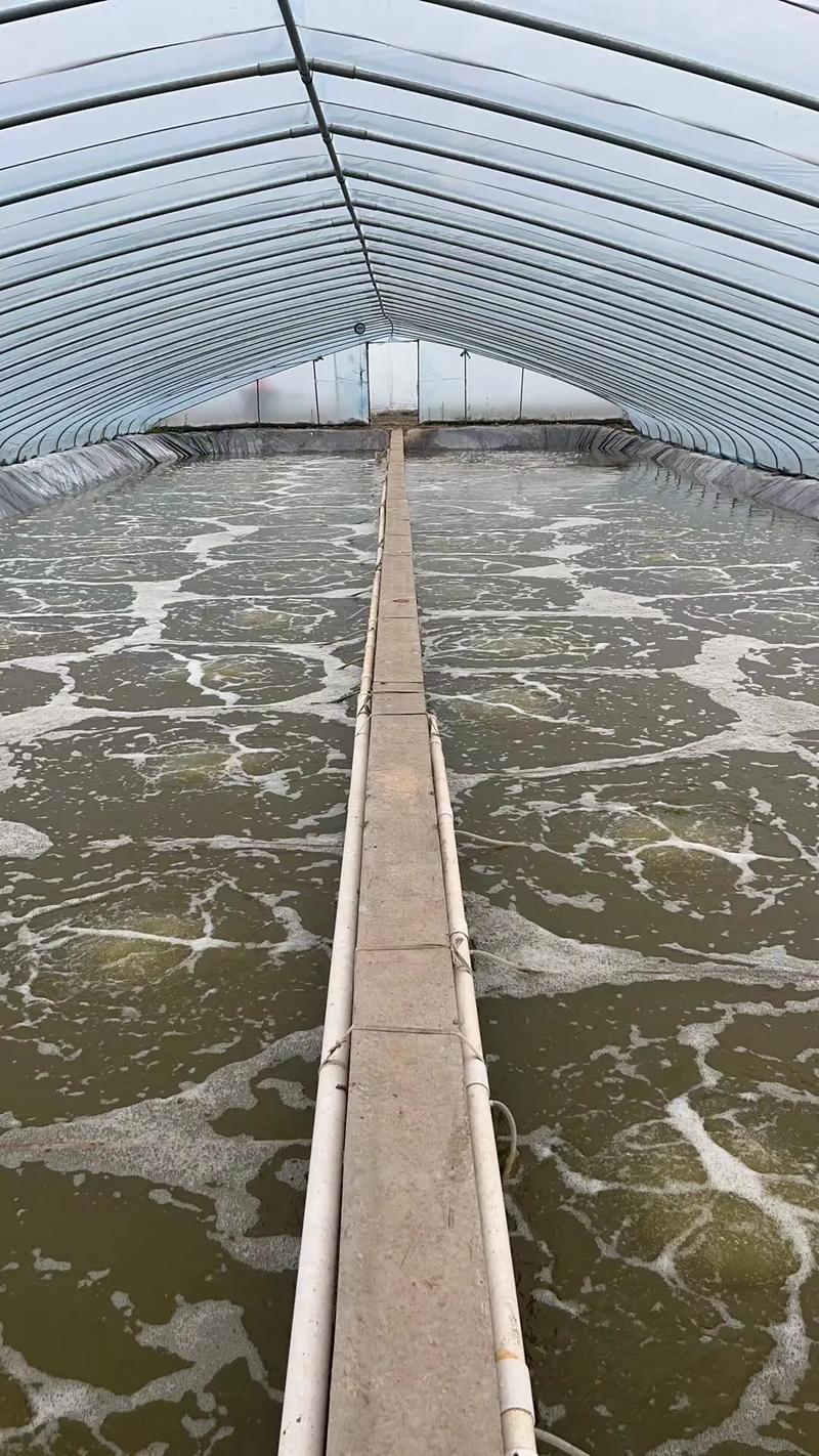 南美白对虾土塘养殖技术关键点有哪些?-图2 南美白对虾土塘养殖技术关键点有哪些?-图2