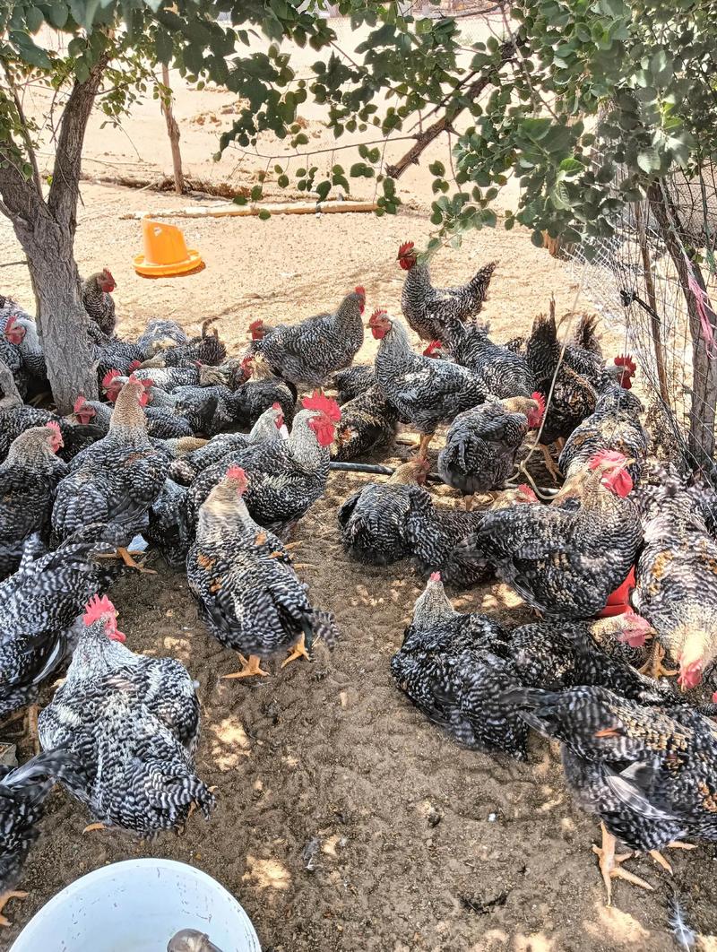 2025芦花鸡价格会涨还是会跌？-图3