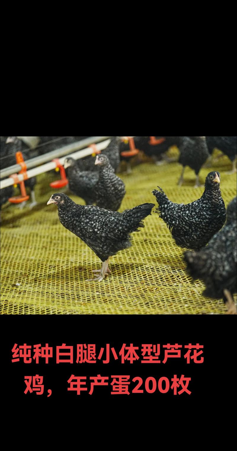 2025芦花鸡价格会涨还是会跌？-图2