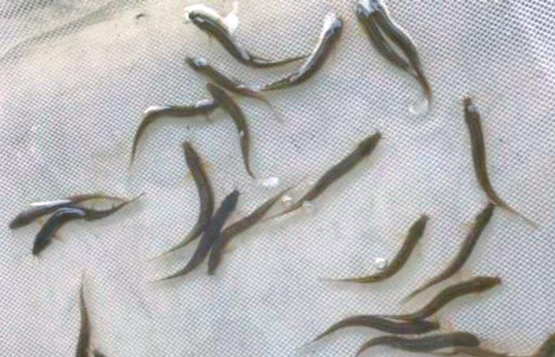 台湾泥鳅繁殖孵化技术关键点有哪些?-图1 台湾泥鳅繁殖孵化技术关键点有哪些?-图1
