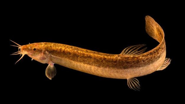 台湾泥鳅繁殖孵化技术关键点有哪些?-图2 台湾泥鳅繁殖孵化技术关键点有哪些?-图2