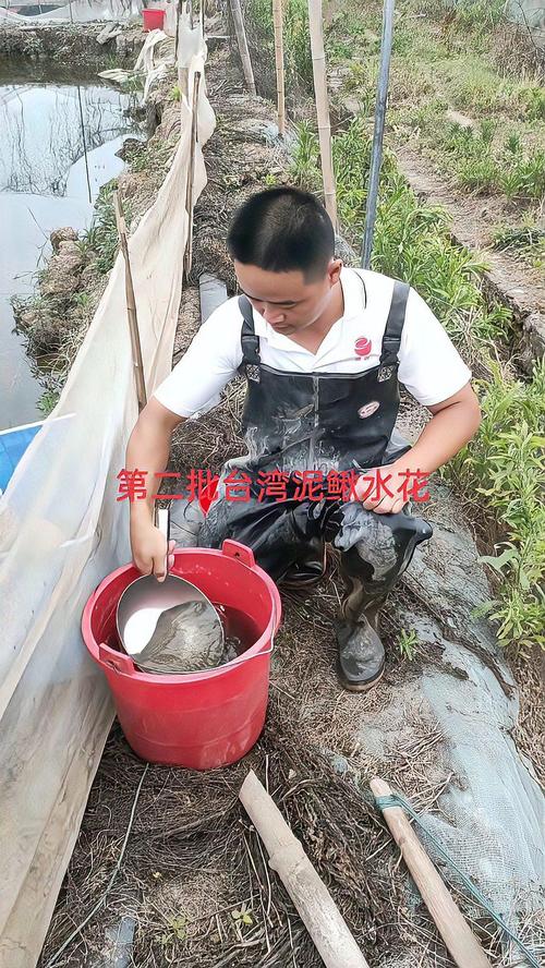 台湾泥鳅繁殖孵化技术关键点有哪些？-图3