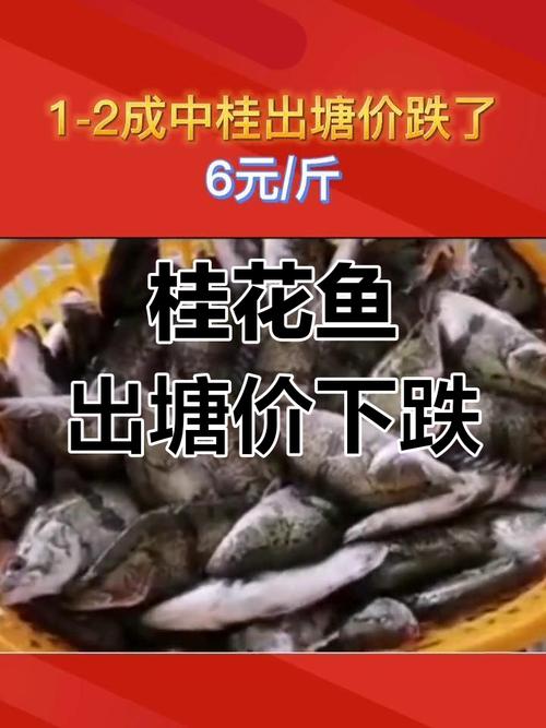 2025桂花鱼价格多少?最新行情走势如何?-图1 2025桂花鱼价格多少?最新行情走势如何?-图1