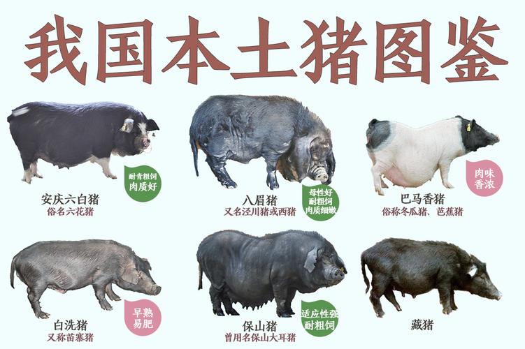 猪品种图片哪里找最全？-图3