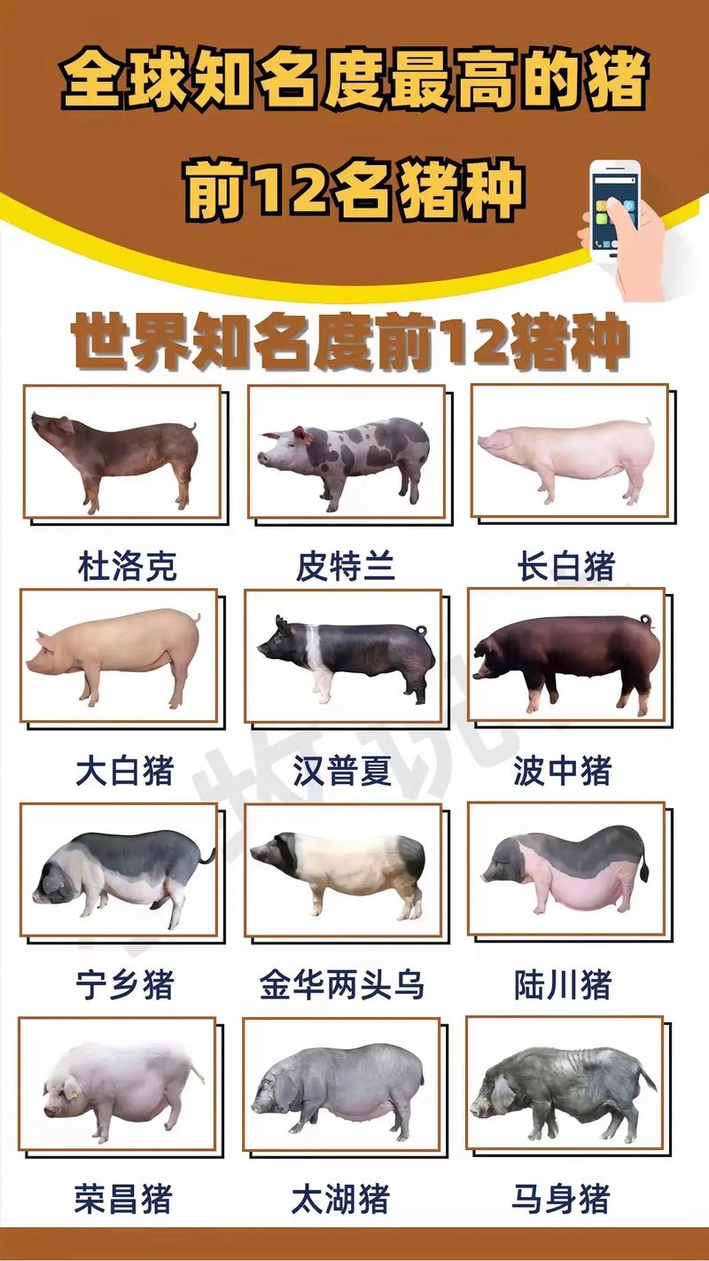 猪品种图片哪里找最全？-图2