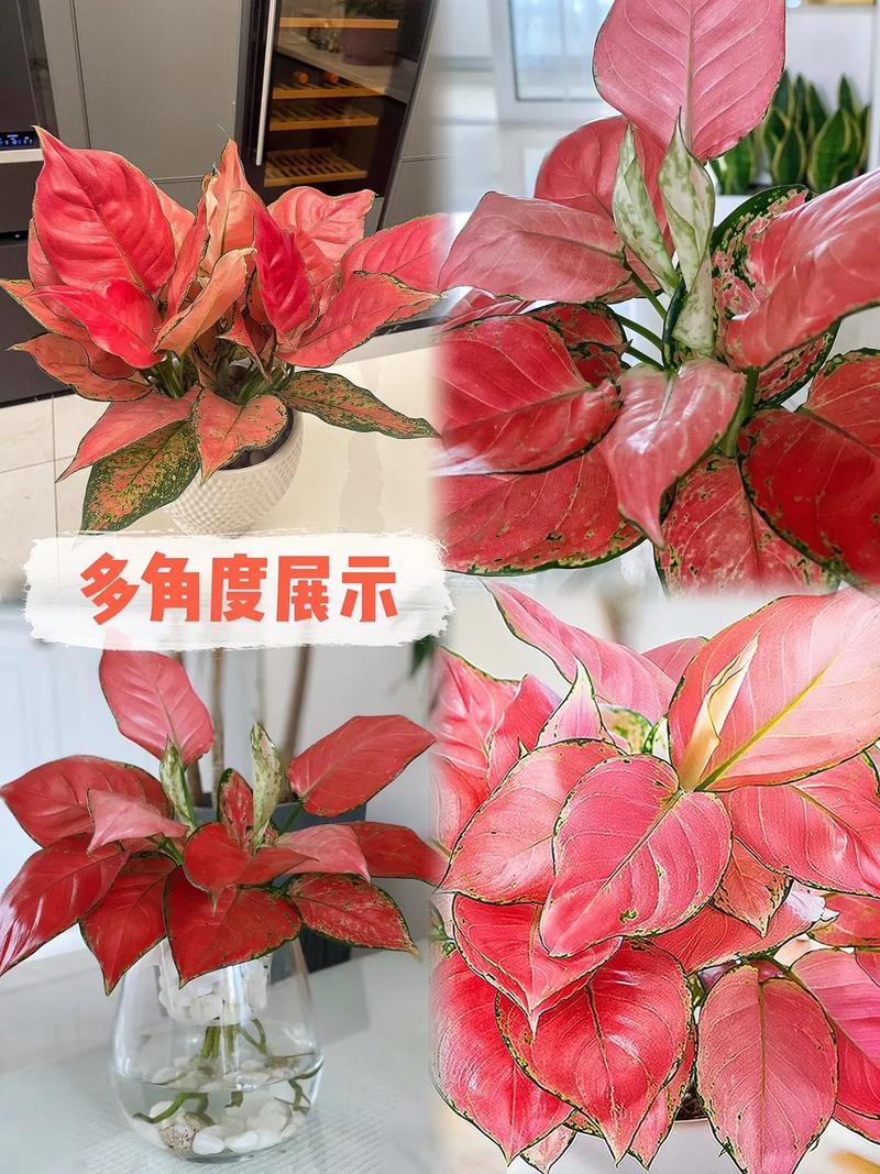 吉利红哪个品种最好？-图2