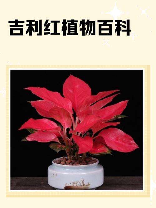 吉利红哪个品种最好？-图3