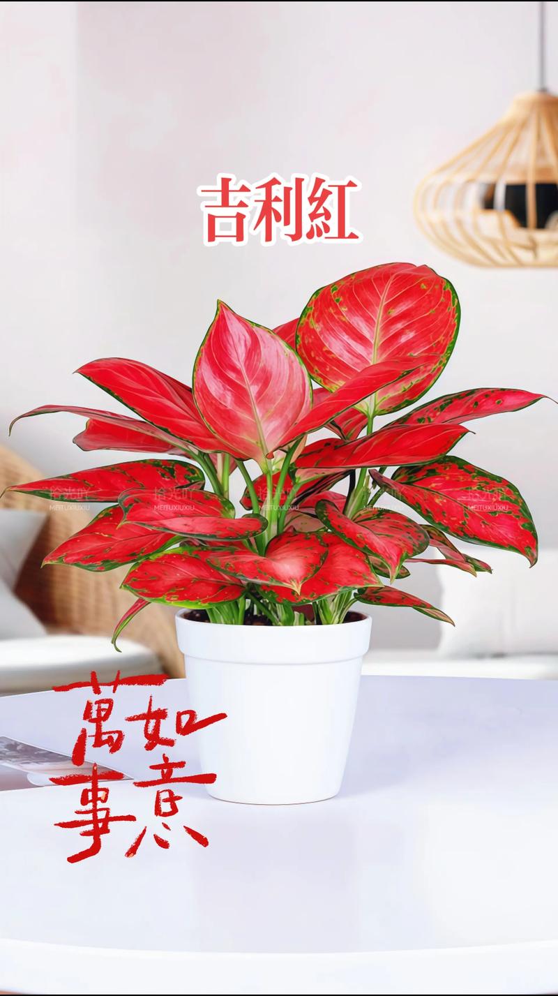 吉利红哪个品种最好？-图1