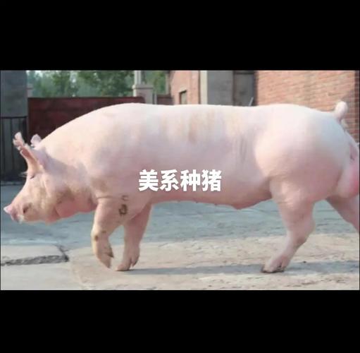 哪种大型猪品种最好？-图2