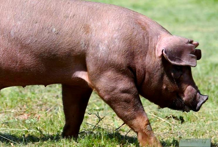 哪种大型猪品种最好？-图1