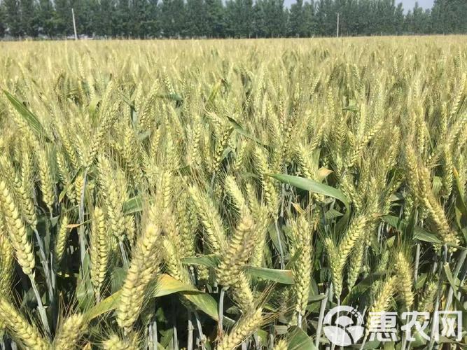 当前小麦主栽品种有哪些?-图1 当前小麦主栽品种有哪些?-图1