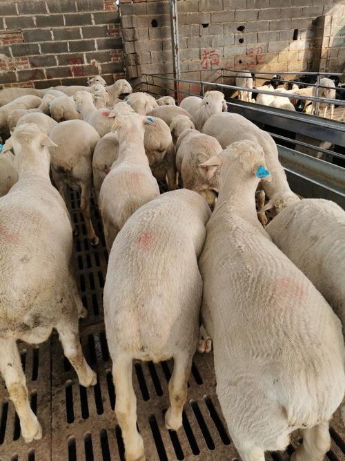 养羊选什么品种回本快?-图1 养羊选什么品种回本快?-图1