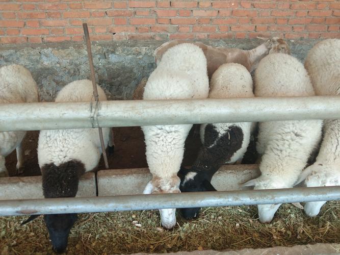 养羊选什么品种回本快?-图2 养羊选什么品种回本快?-图2