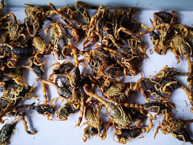 2025年安国蝎子价格会涨还是跌?-图2 2025年安国蝎子价格会涨还是跌?-图2