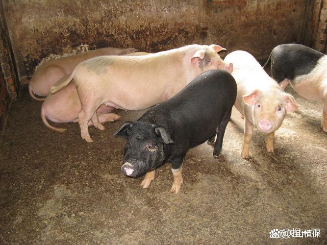 2025年新品种猪长啥样?-图1 2025年新品种猪长啥样?-图1