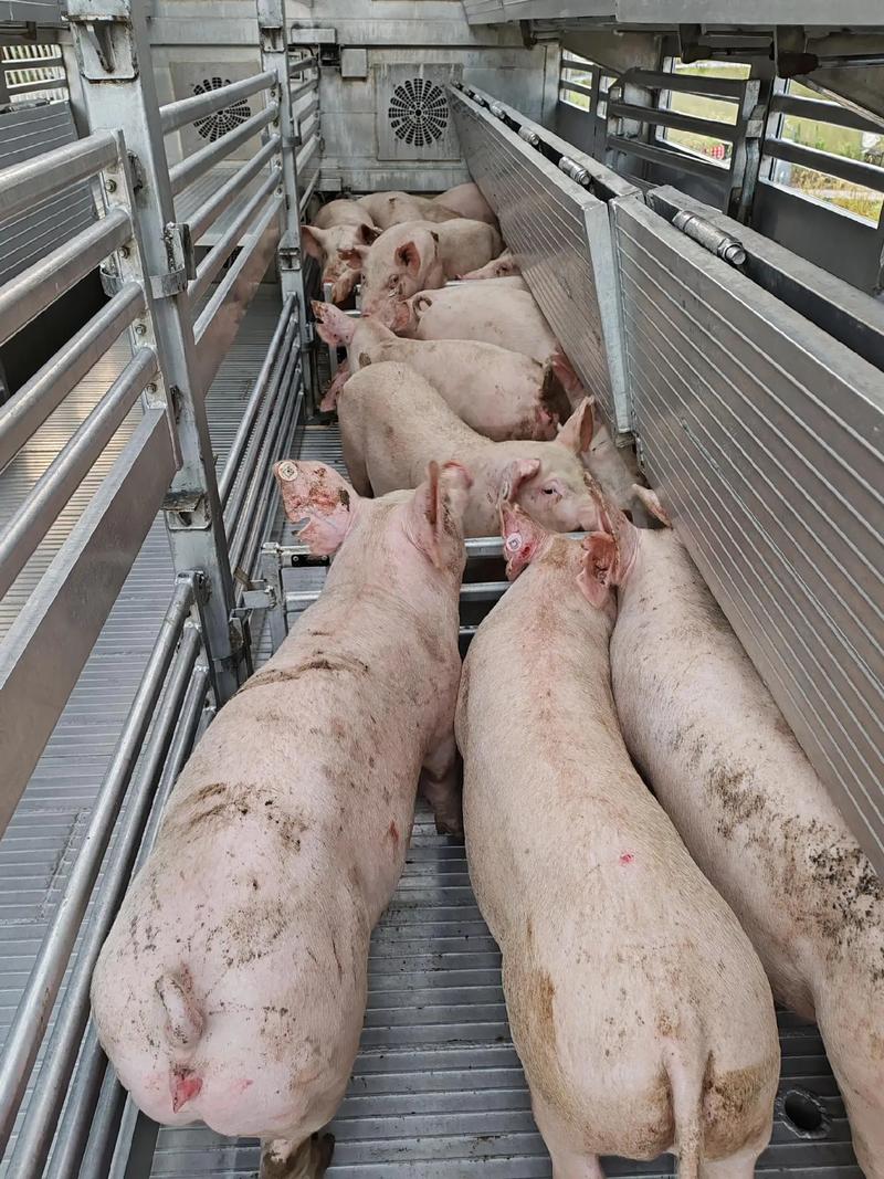 2025年新品种猪长啥样？-图2
