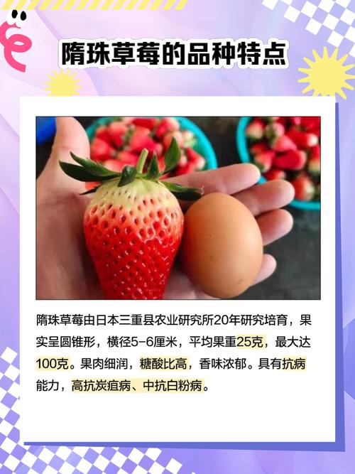 最新草莓品种名字是什么？-图3