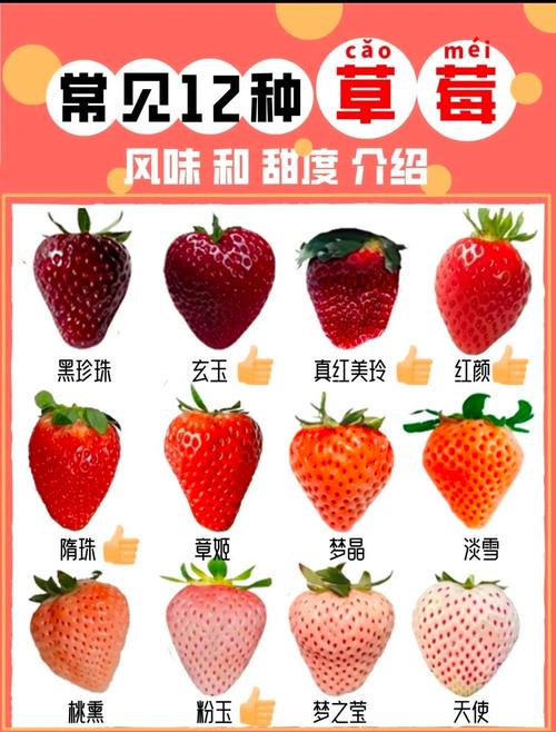 最新草莓品种名字是什么？-图1