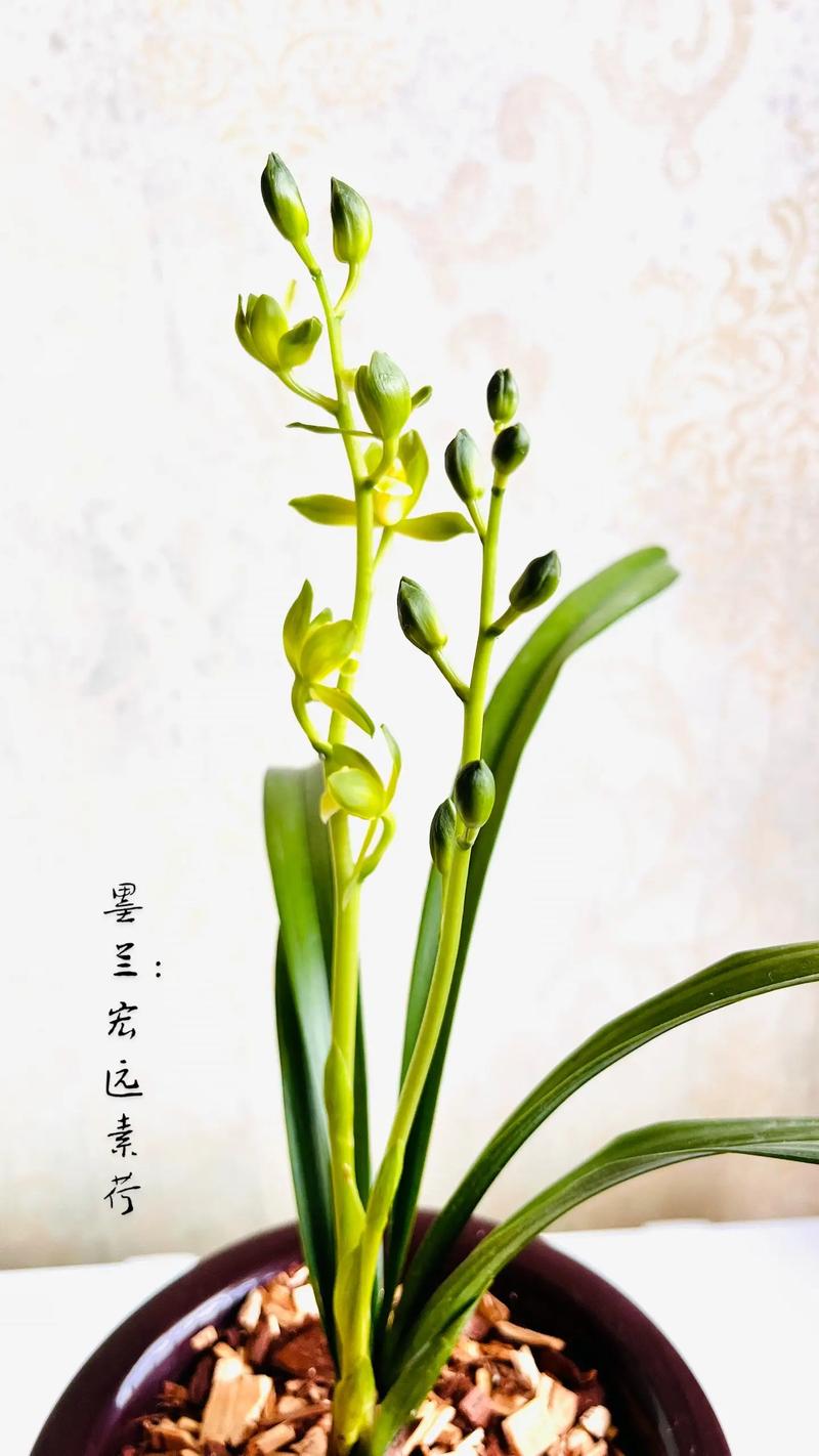 鸿运素荷是何种兰花品种？-图1