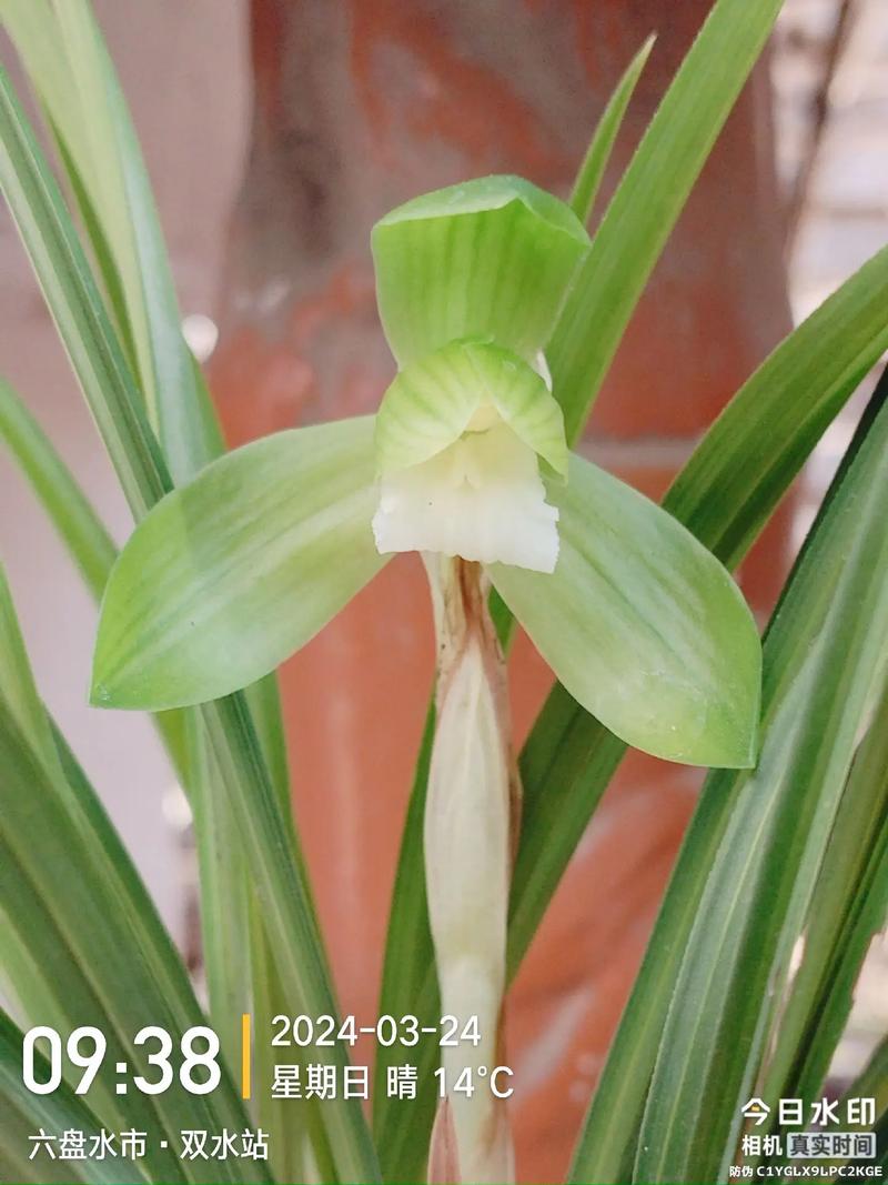 鸿运素荷是何种兰花品种？-图2