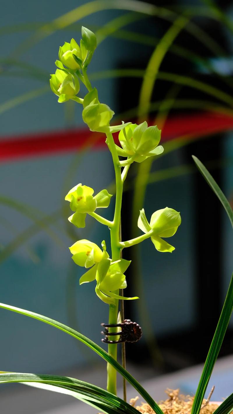 鸿运素荷是何种兰花品种？-图3